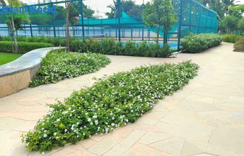 Chennai Landscape 15